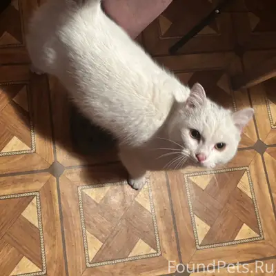 Найдена кошка, Интернациональная улица