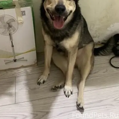 Пропал [собака], район Рыбаковской