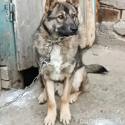 Пропал Джек, рыже-черный, Старый Бакал