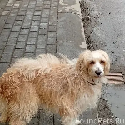 Пропала собака, Фокино, улица Северная