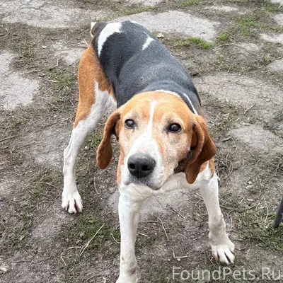 Найден пёс, ищем хозяев