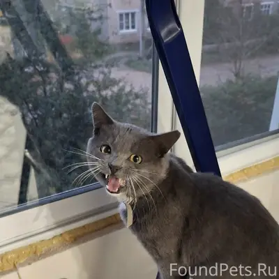 Пропал кот Кузя, г. Калязин