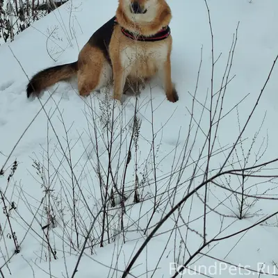 Пропала собака Джесси, д к. Горького