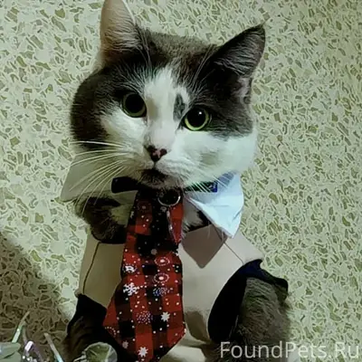 Пропал кот, Мясново