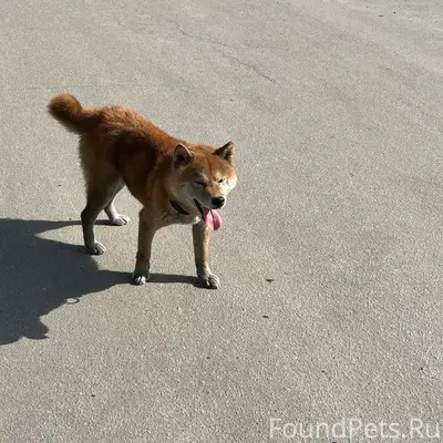 Пропала собака, Лысенко 6