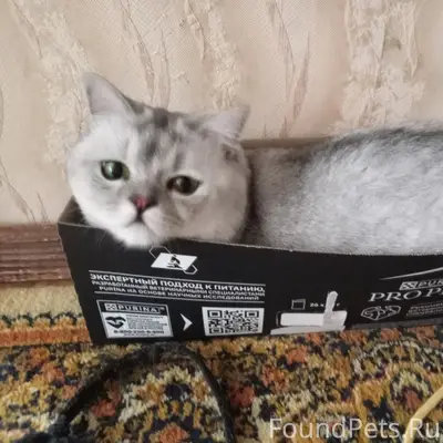 Пропал кот Грей, район 1001 мелочь