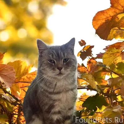 Пропал Шотландский кот Пушик, ул. Северная