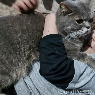 Пропал кот Степан, улица Коммунальная