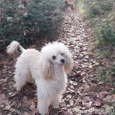 Пропала девочка карликовый пудель Соня