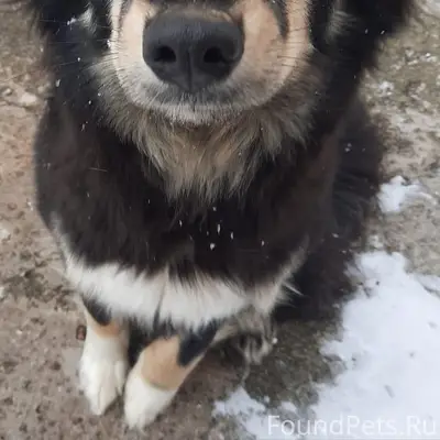 Пропала собака Джуля, село Богданово