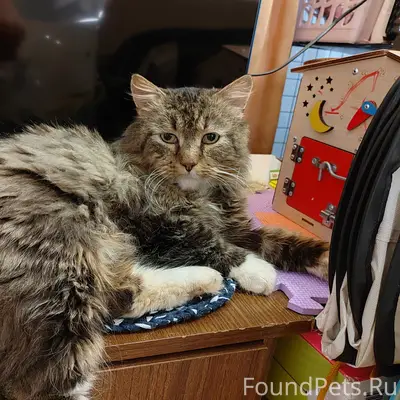 Найдена кошка Маркиз