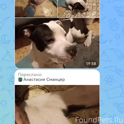 Найден тип собаки не указан, 4-я Чередовая