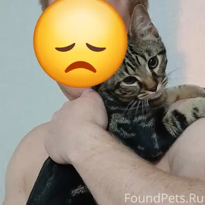 Пропал кот Барс, район Парка Победы