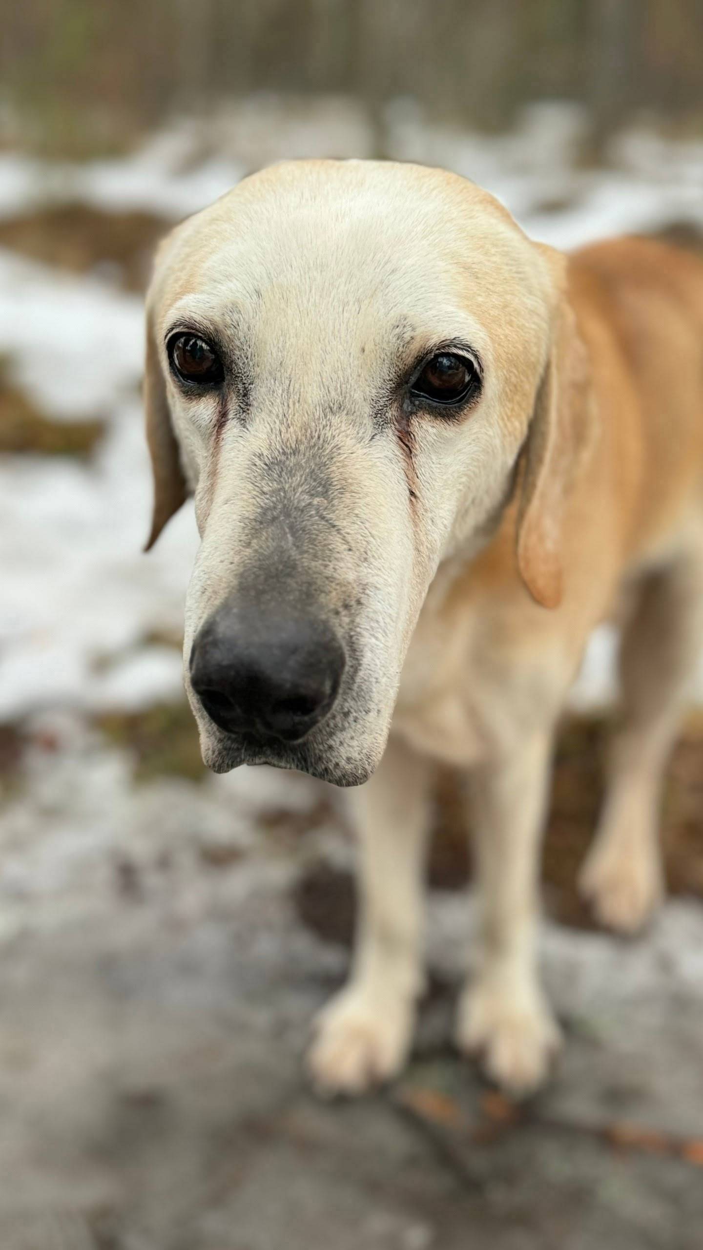 Пропал метис Лютик, Кингисеппский район