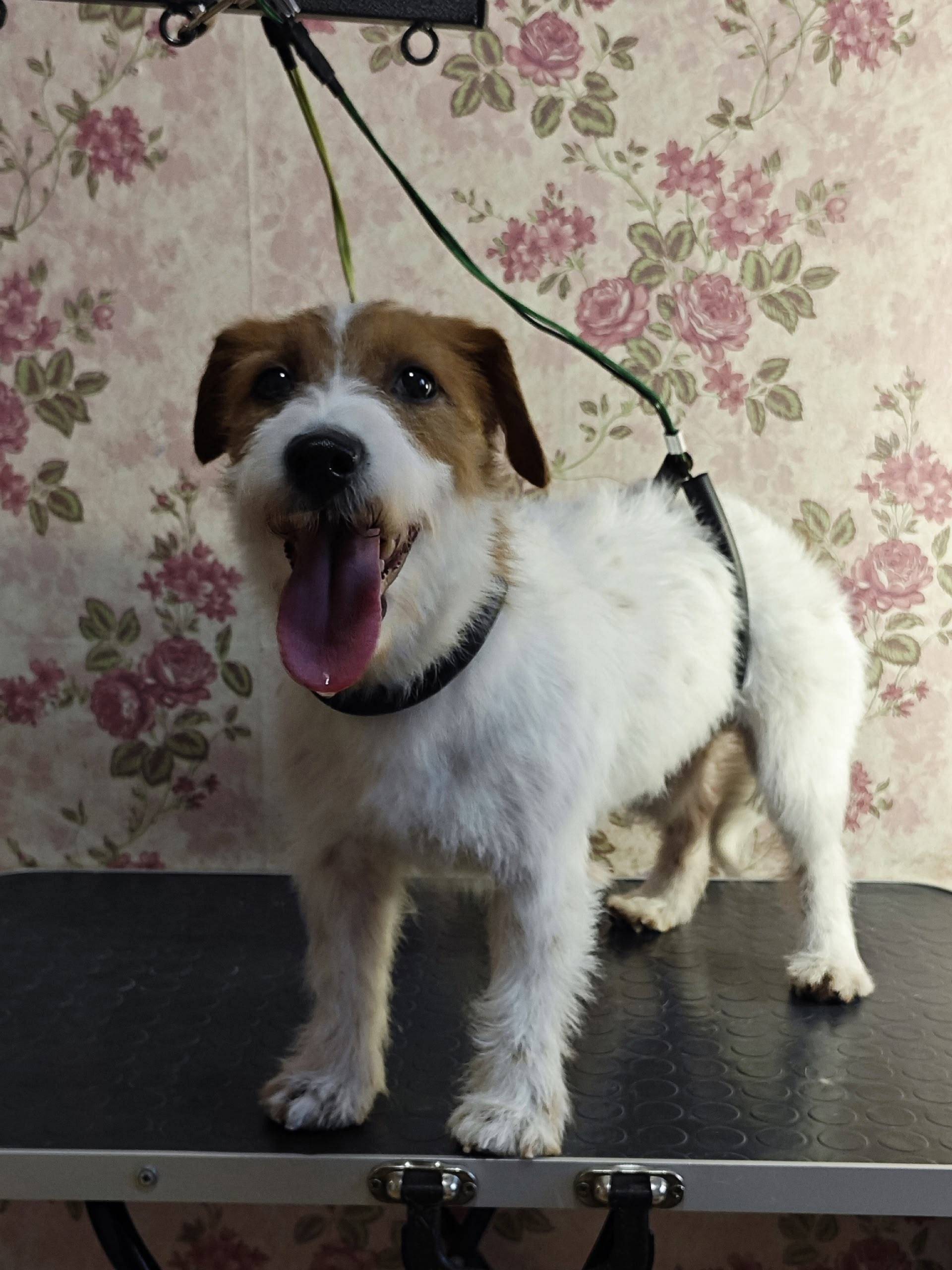 Пропала собака Джек Рассел Москва, д. Шипуновская