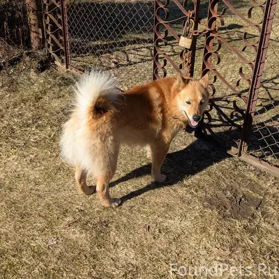 Найден пёс, Выборгский район, пос. Стрельцово