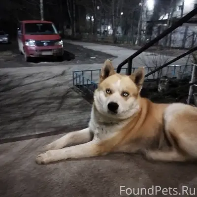 Найден пёс, д. Новоселицы