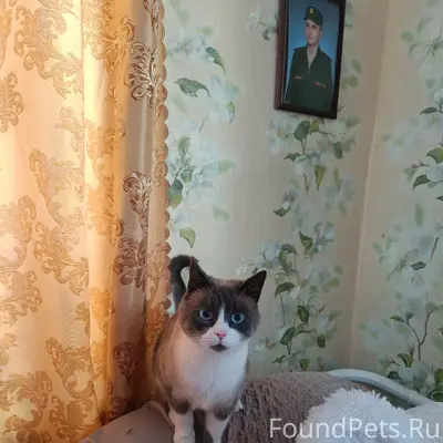 Пропал кот, район СХТ