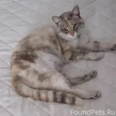 Пропала кошка Гайка, Нахимова 25