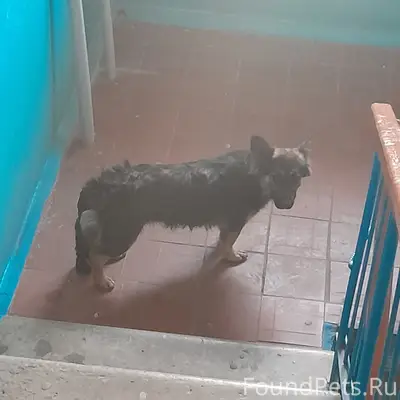 Найден пёс, ул. Курская