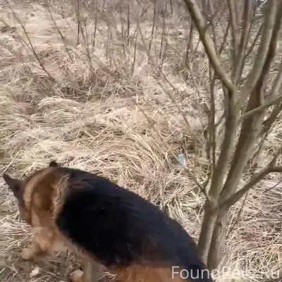 Найденна немецкая овчарка, проблемы со здоровьем, нужна помощь