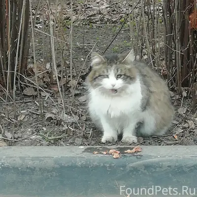 Пропала кошка, улица Свободы