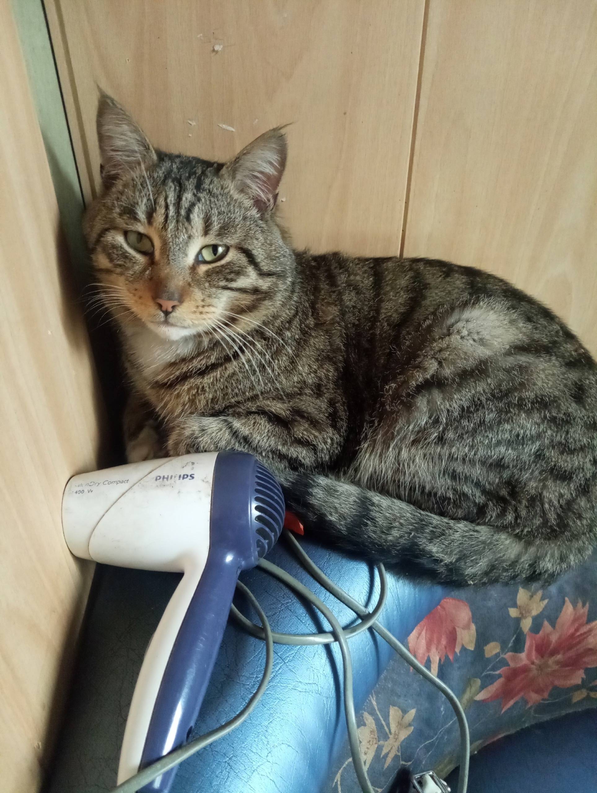 Пропал кот, Нижний Заречье