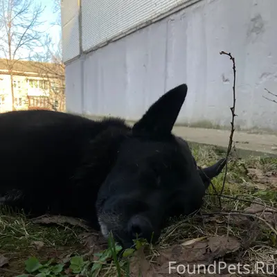 Найден пожилой пёс, ул. Гончарной, д. 20