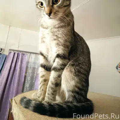 Пропала кошка Нюша, Тольятти