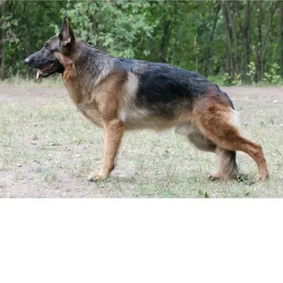 Пропал Кент, посёлок Опасное