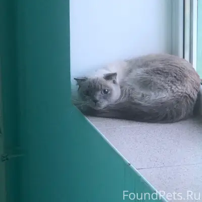 Найдена кошка, возможно с нистагмом