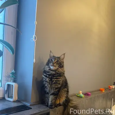 Пропал кот Веня, Южный район