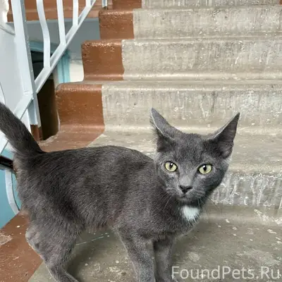 Найден котёнок, центр города