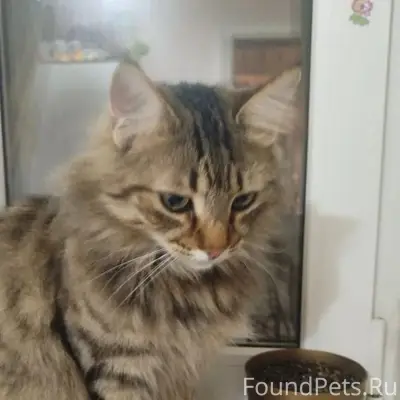 Пропал кот, улица Плеханова