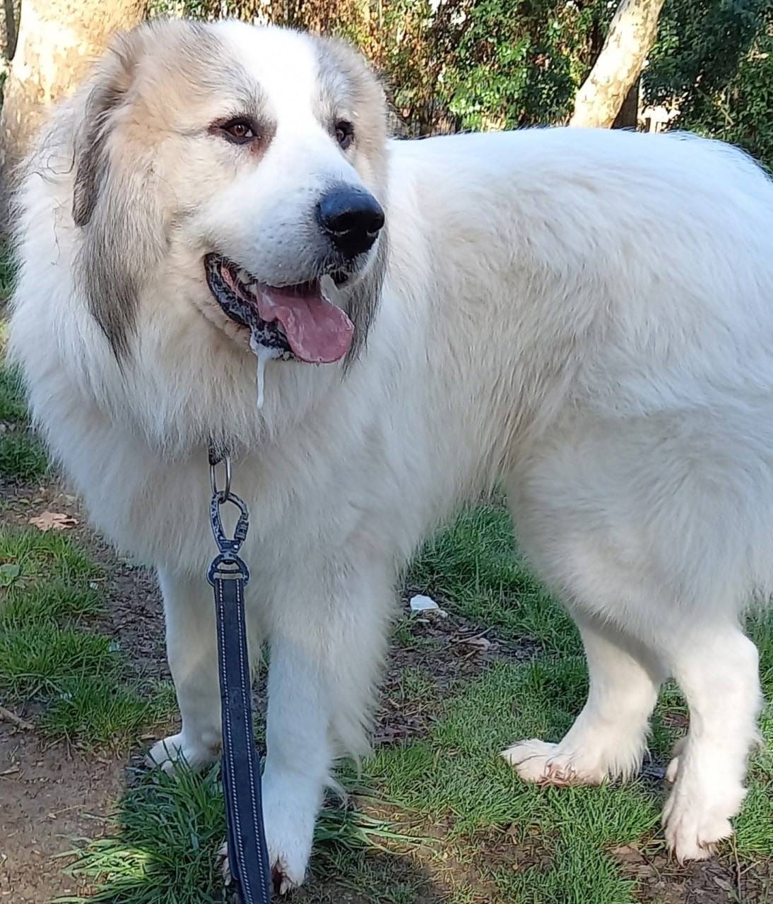 Пропал Пиренейский горный жером, Видное