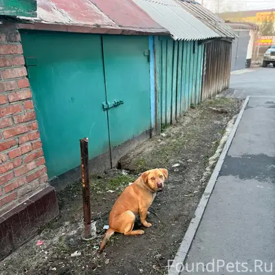Найден пёс, Пролетарка