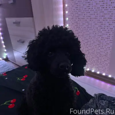 Пропал карликовый пудель Арчи, Барнаул