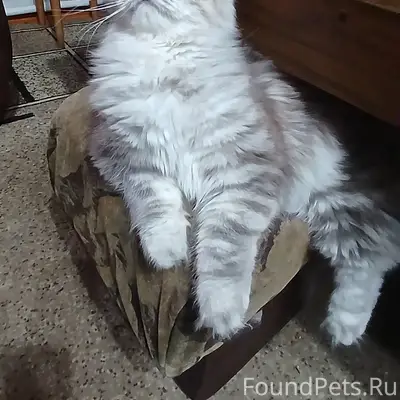 Пропала кошка Роза, район Курантов