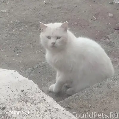 Найден белый кот, г. Троицк