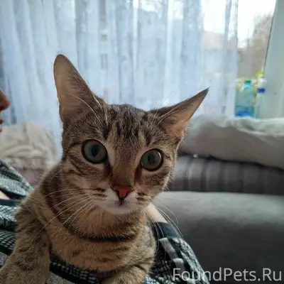 Найдена кошка, ул. Гагарина и ул. Гончарова