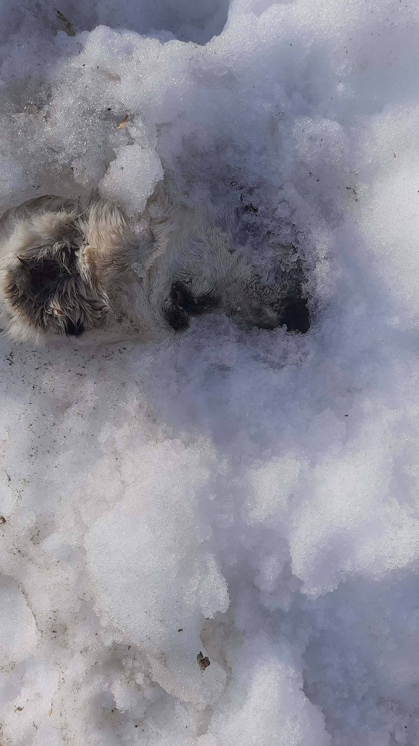 Найдена погибшая собака, похоже Алабай, на Лесную Сказку