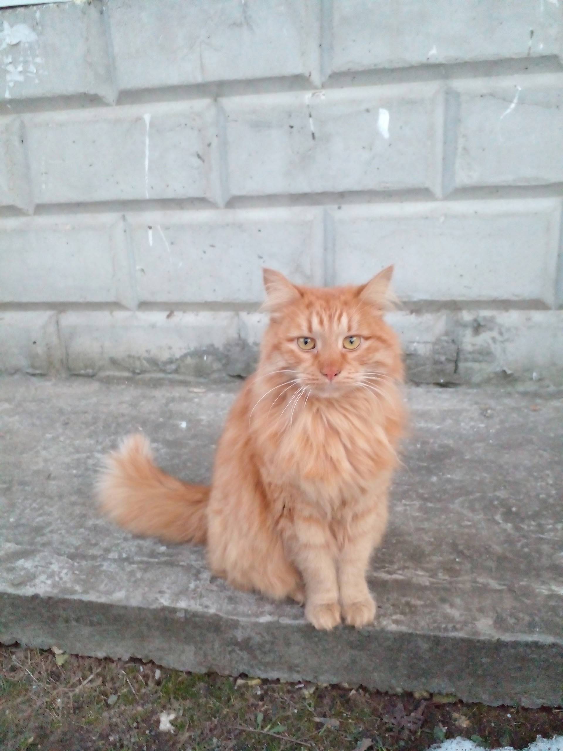 Найден кот, ищем дом