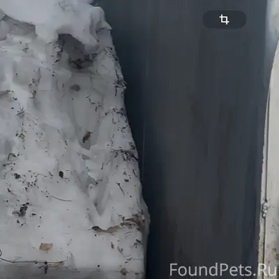 Пропал [тип: собака] Антоша, Новониколаевка