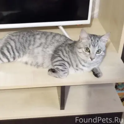 Пропал кот, Выездное