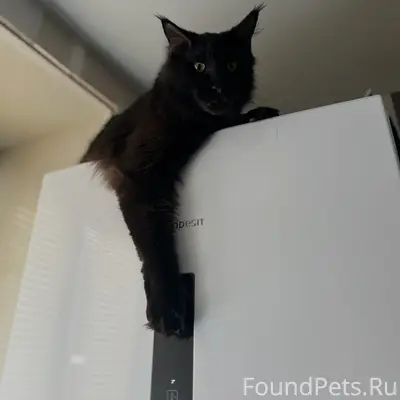 Пропал кот, район Березовый, Строителей