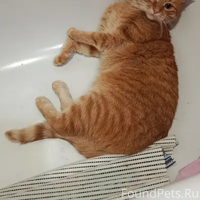 Пропал кот Мася, Автозаводская, 93