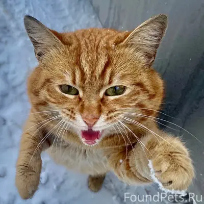 Пропал кот, район очистных гаражей