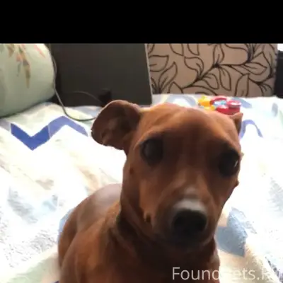 Пропала цвергпинчер Лилу, с. Владимирское