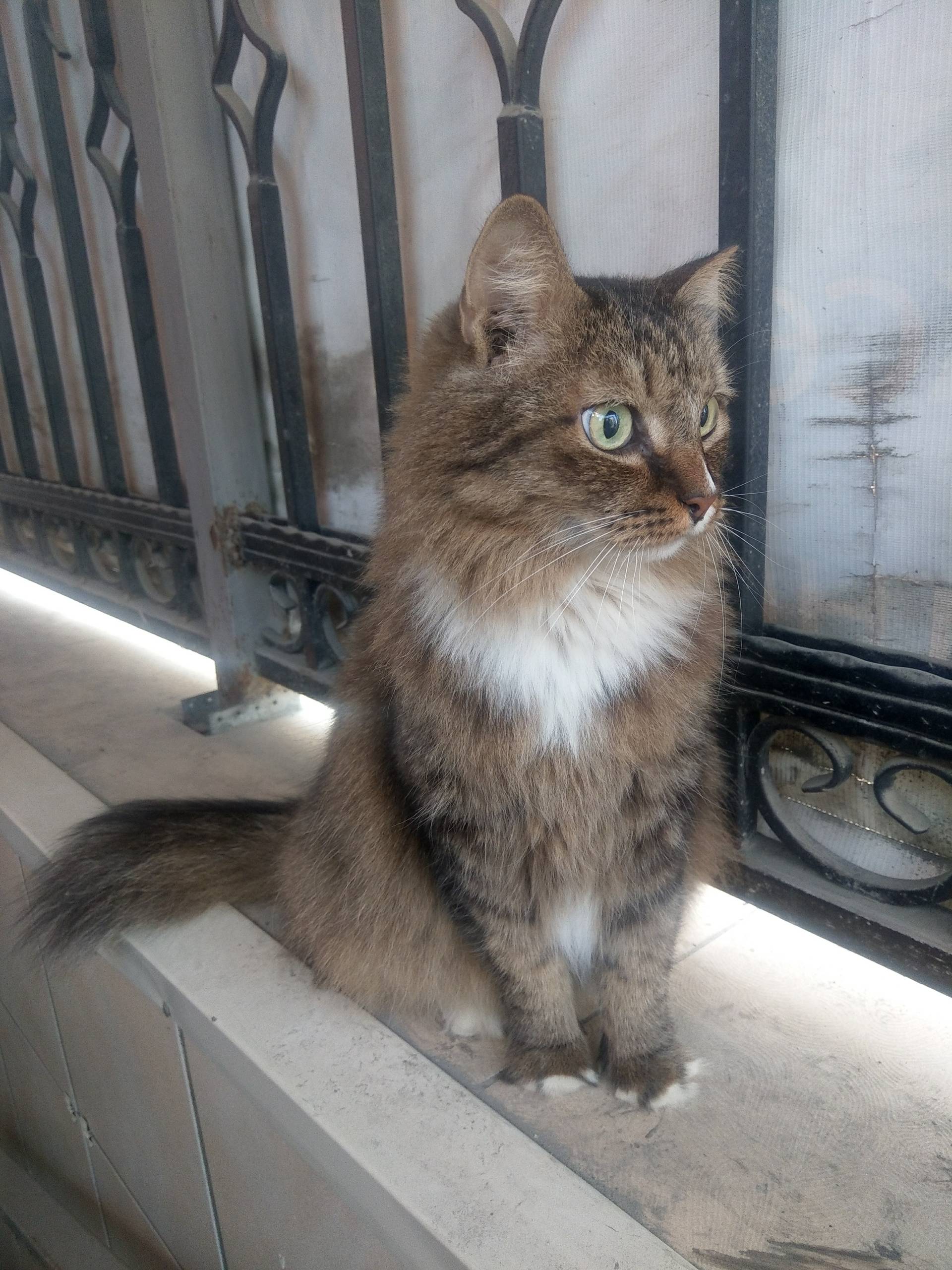 Найден котик, задние лапки в носочках, улица Герцена