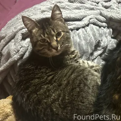 Пропала кошка Марго, район первой Вольской